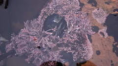 Clathromorphum parcum