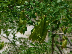 Diphysa occidentalis