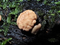 Cudoniaceae