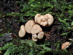 Cudoniaceae