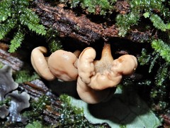 Cudoniaceae
