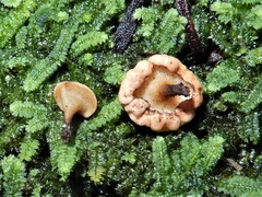 Cudoniaceae