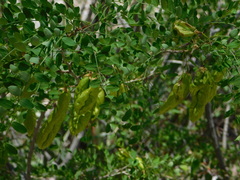 Diphysa occidentalis