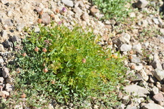 Trifolium productum