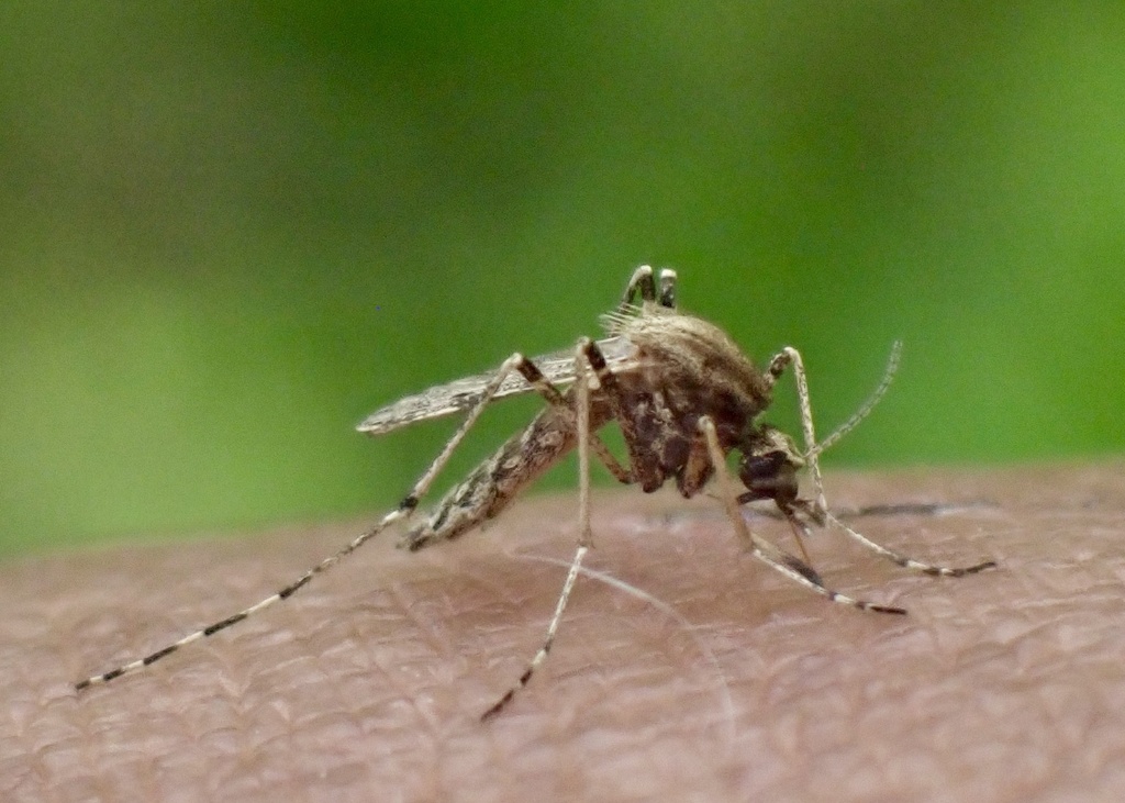 Pale Ricefield Mosquito