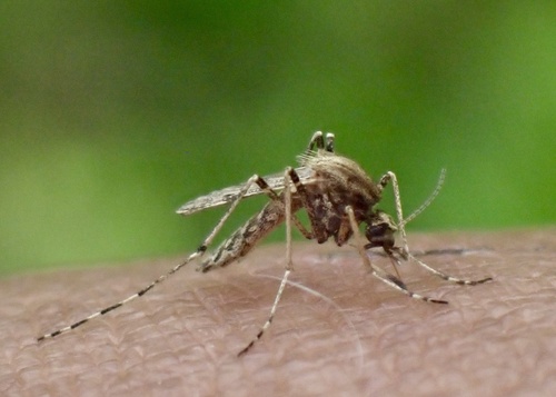 Pale Ricefield Mosquito