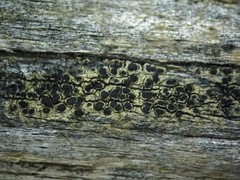 Lecanora mughicola