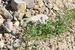 Trifolium productum