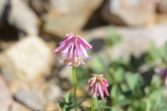Trifolium productum