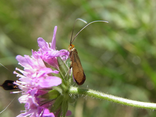 Buožaininė Ilgaūsė Makštinė Kandis