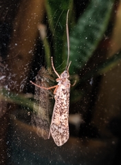 Clistoronia magnifica