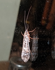 Clistoronia magnifica