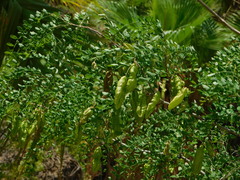 Diphysa occidentalis