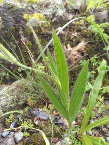Image of Babiana ecklonii by (c) Brian du Preez, some rights reserved (CC BY-SA)