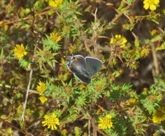 Centromadia parryi australis