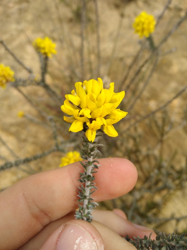 Pompom Capegorse