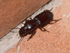 Stenomorphus