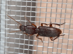 Stenomorphus