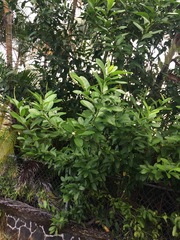 Citharexylum caudatum