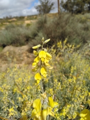 Calobota cinerea