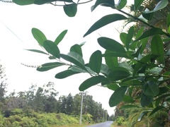 Citharexylum caudatum