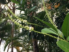 Citharexylum caudatum