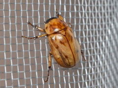 Cyclocephala lunulata