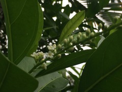 Citharexylum caudatum