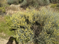 Calobota cinerea