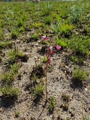 Eulophia hians hians