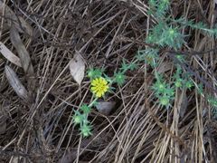 Centromadia parryi australis