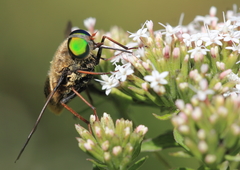 Esenbeckia