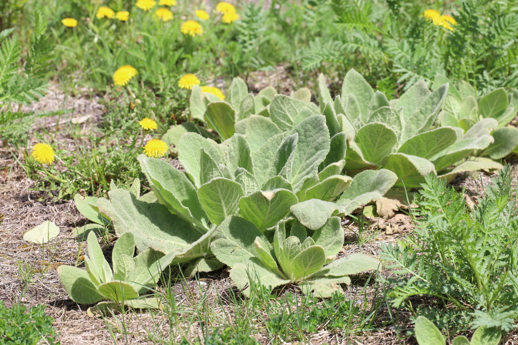 Common Mullein