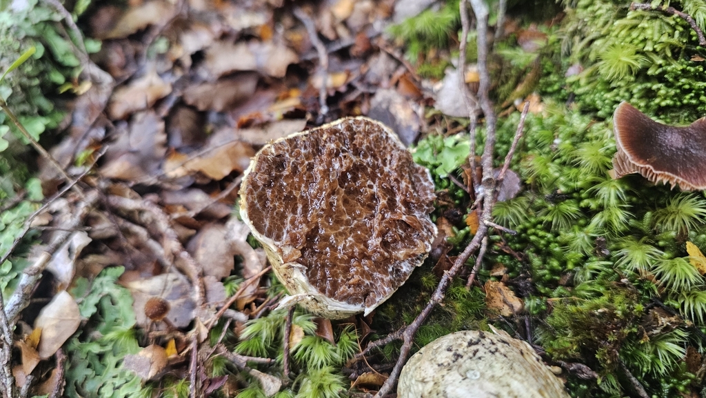 Octaviania tasmanica · May 2025 · photo: © henryahh (iNaturalist, cc0)