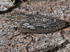 Putoniessa