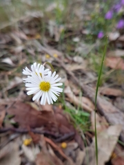 Allittia uliginosa