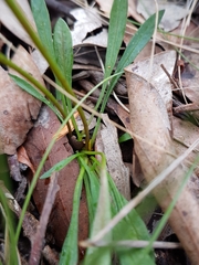 Allittia uliginosa