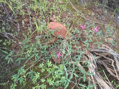 Indigofera amoena