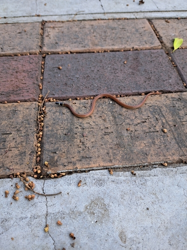 Capistrata Centipede Snake