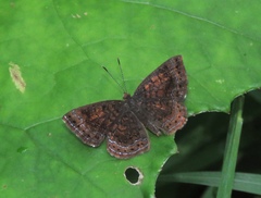 Calephelis borealis