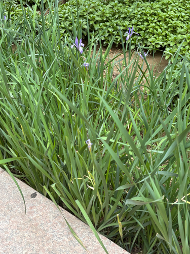 Iris oxypetala, photograph 4