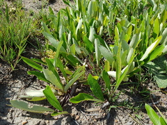Parinari capensis capensis