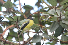 Coccothraustes abeillei