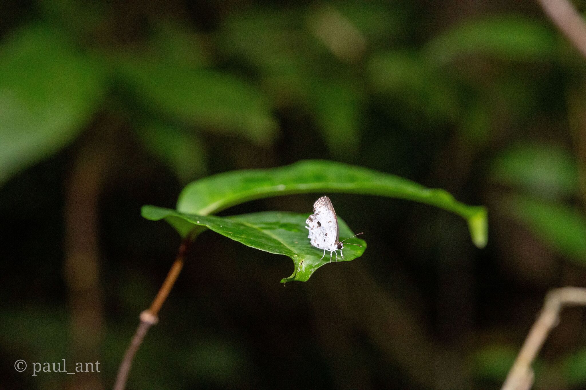 Common Quaker