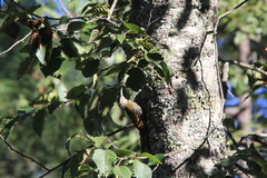 Lepidocolaptes leucogaster