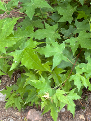 Acer truncatum