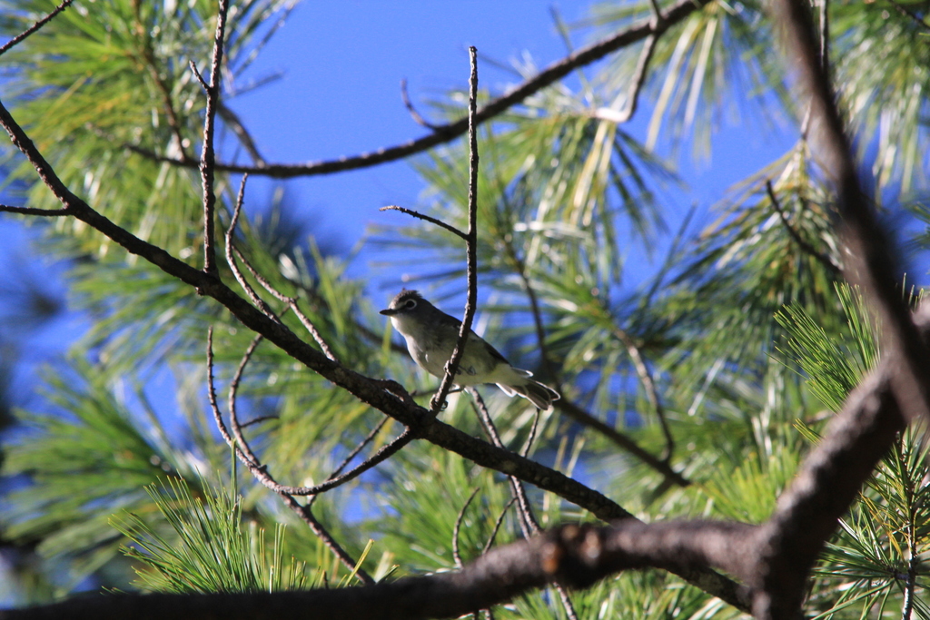 Plumbeous Vireo from Guadalupe y Calvo, Chih., México on September 22 ...