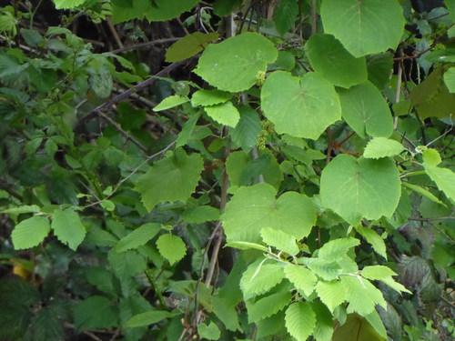 Crimson Glory Vine (Vitis coignetiae)