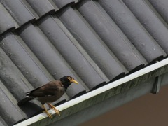 Acridotheres tristis