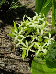 Pygmaeothamnus zeyheri